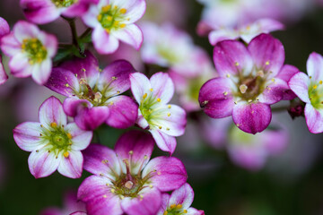 purple flowers in the garden