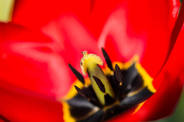 red yellow tulip