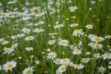 Fototapeta premium field of daisies