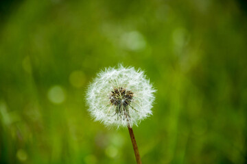dandelion in grass