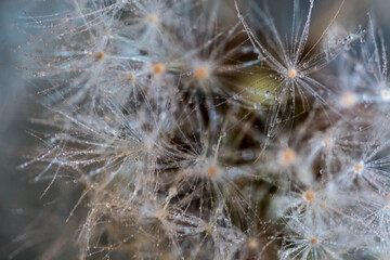 dandelion water drops on seed head