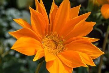 orange flower in the garden