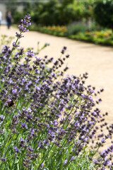 lavender field in provence