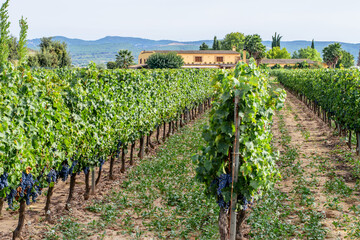 Fototapeta na wymiar Cultivated grape vine on the spanish grape farm. Summer, harvest time.