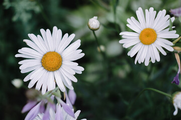 Flowers of decorative chamomile. A flowerbed with beautiful yellow and white flowers.