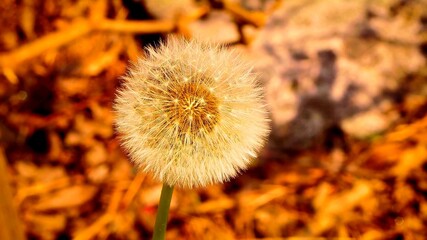 A close-up in top view of a Dandelion flower in the nature
