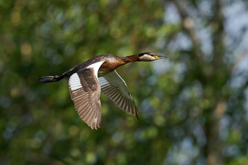 Red-necked grebe (Podiceps grisegena)