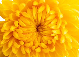 yellow chrysanthemum isolated
