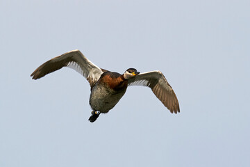 Red-necked grebe (Podiceps grisegena)