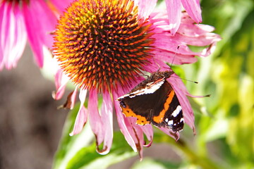  A beautiful mottled butterfly with raised antennae sits on the dome of the flower Echinacea purpurea