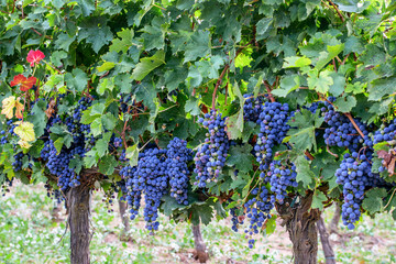 Grape row with grape vines on  one of the spanish vineyards. Summer, harvest time.