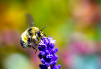 yellow bumble bee hover over purple lavender in the garden
