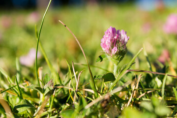 Close up of grass and pink flower