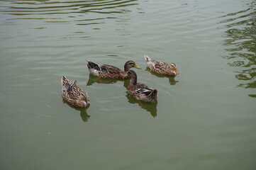 Patos en el lago en la serena