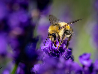 bumble bee on purple lavender
