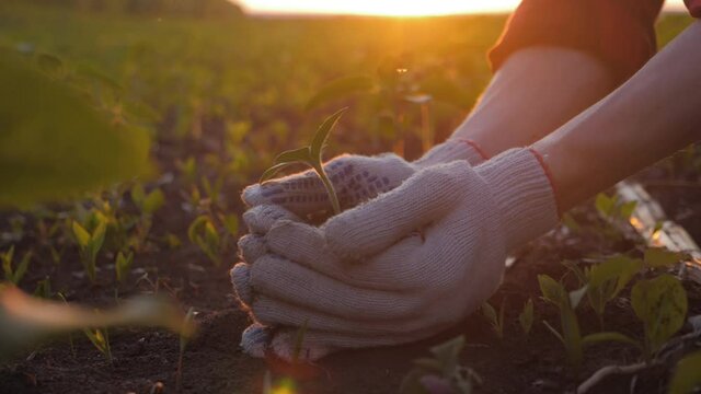 Farmer hand holding leaf of cultivated plant. Hands holding pile of arable soil. Agriculture, gardening or ecology concept.
