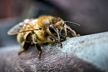 Westliche Honigbiene ( Apis mellifera ), Europäische Honigbiene .