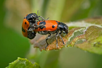 Ameisensackkäfer oder Ameisen-Blattkäfer ( Clytra laeviuscula ).