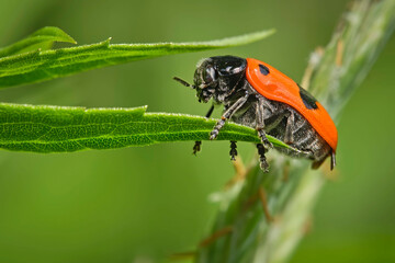 Ameisensackkäfer oder Ameisen-Blattkäfer ( Clytra laeviuscula ).