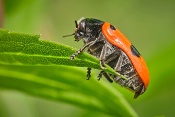Ameisensackkäfer oder Ameisen-Blattkäfer ( Clytra laeviuscula ).