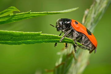 Ameisensackkäfer oder Ameisen-Blattkäfer ( Clytra laeviuscula ).