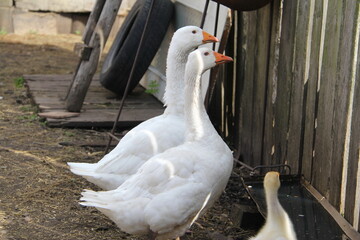Two large young white geese and one small goose stand at the fence on the village farm