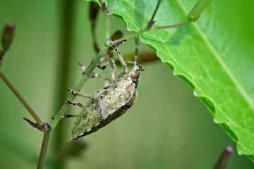 Beerenwanze ( Dolycoris baccarum ).