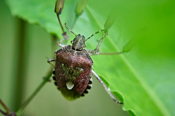 Beerenwanze ( Dolycoris baccarum ).