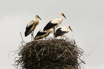 A group of storks in the nest.