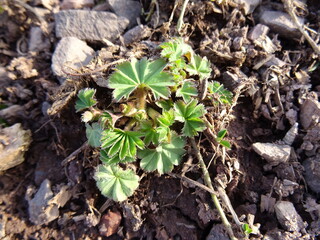 green plants