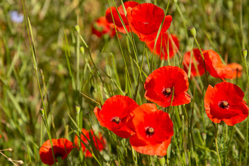 Fototapeta na wymiar Poppies in a small group in a field