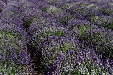 incredibly beautiful rows of planted lavender going into the distance