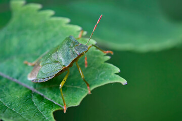 Grüne Stinkwanze , auch als Gemeine Stinkwanze oder Gemeiner Grünling ( Palomena prasina ) bezeichnet.