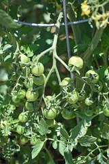 Green Cherry Tomatoes on the Vine