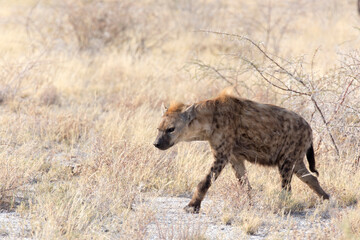 A photo of a hyena in a park