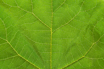 Close-up on a green leaf with its veins