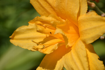 Fototapeta na wymiar Closeup of Orange Daylily