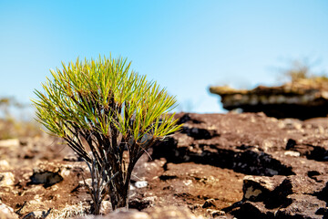 
Brazilian cerrado tree