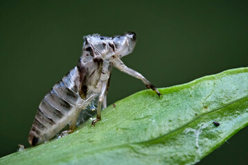 Nach dem Schlüpfen zurück gelassene Larvenhaut Exkret einer Schaumzikade ( Aphrophoridae ).