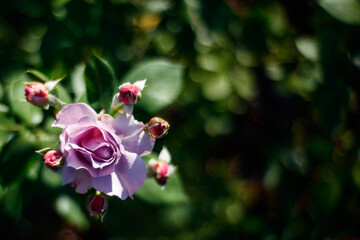Obraz premium Purple rose in the garden