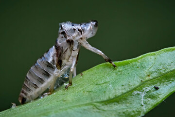 Nach dem Schlüpfen zurück gelassene Larvenhaut Exkret einer Schaumzikade ( Aphrophoridae ).