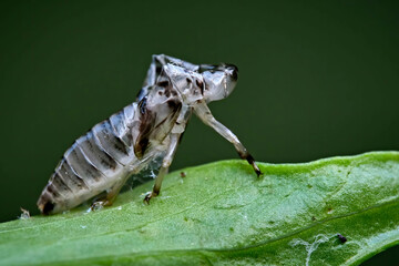 Nach dem Schlüpfen zurück gelassene Larvenhaut Exkret einer Schaumzikade ( Aphrophoridae ).