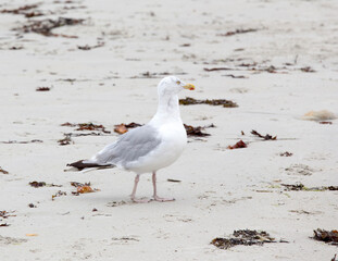 View of a herring gull