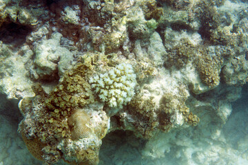 Plakat The coral reef of Seychelles