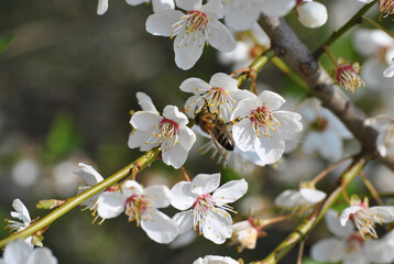 Biene an Blüte