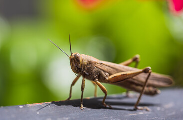 An Image of Grasshoppers. Band winged grasshoppers are a subfamily of short horned grasshoppers. The hind wings are often banded with distinct colors.