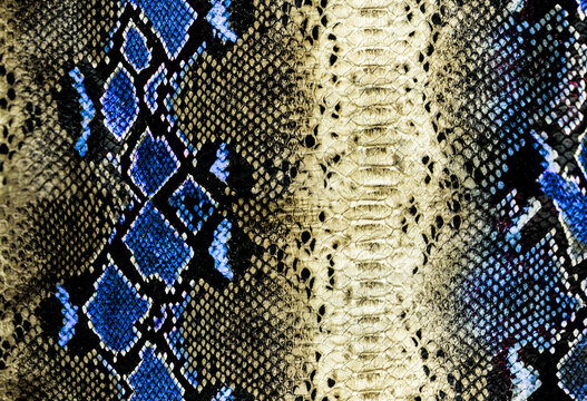 leather surface with python blue skin texture. Snake skin pattern in background original skin