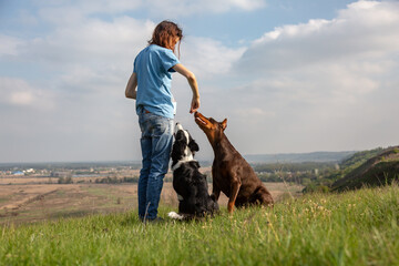 The girl treats two dogs a treat. Doberman and border collie dogs are sitting on a hill. Horizontal...