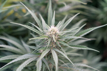 Naklejka na ściany i meble Marijuana outdoor crop