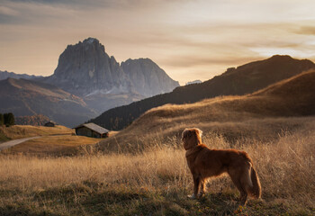 travel dog in the mountains. Nova Scotia Duck Tolling Retriever on the background of rocks at...